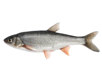 ماهی طلال - 
